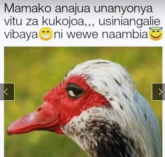 Mamako anajua unanyonya vitu za kukojoa, usiniangalie vibaya ni wewe naambia