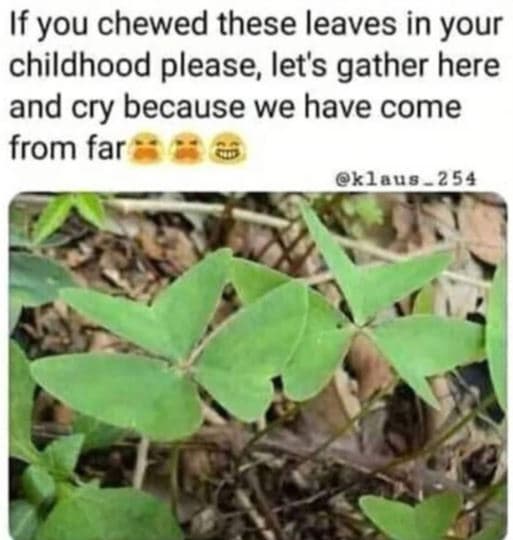 If you chewed these leaves in your childhood please let's gather here and cry be