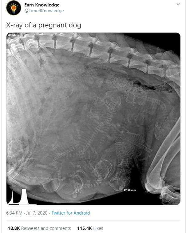 Earn knowledge time4knowledge xray of a pregnant dog 414204 6.34 pm jul 7, twitt
