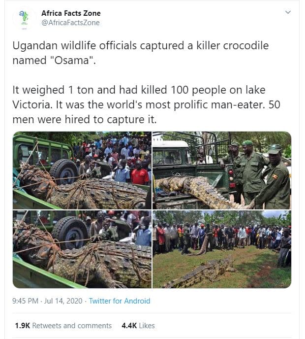 Africa facts zone africafactszone ugandan wildlife officials captured a killer c