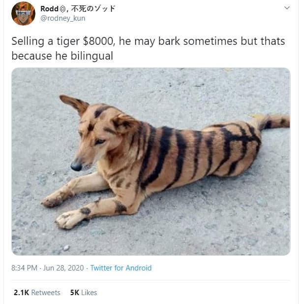 Rodd, tjo fv f rodney_kun selling a tiger , he may bark sometimes but thats beca