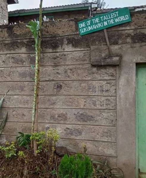 'tallest 0 the intet world sukumawiki ! oe