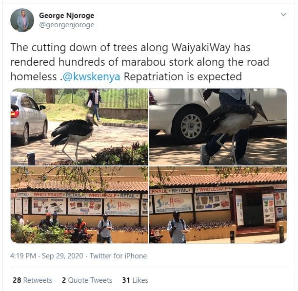 George njoroge georgenjoroge the cutting down of trees along waiyakiway has rend