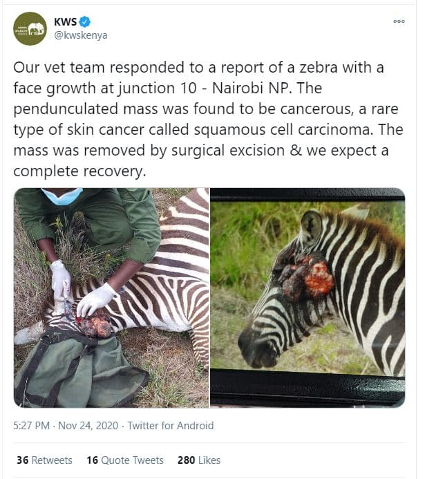 Kws kwskenya our vet team responded to a report of a zebra with a face growth at