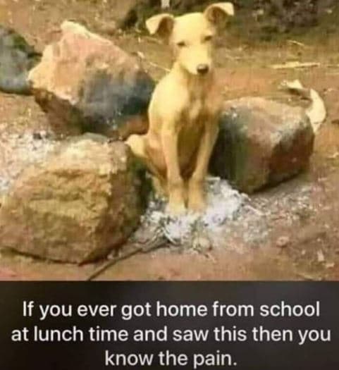 If you ever got home from school at lunch time and saw this then you know the pa