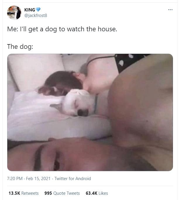 King jackfrost8 me i'il get a dog to watch the house. the dog 7.20 pm feb 15, tw