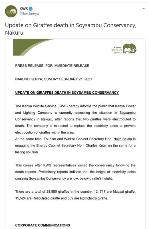 Kws kwskenya update on giraffes death in soysambu conservancy, nakuru kenya wilo