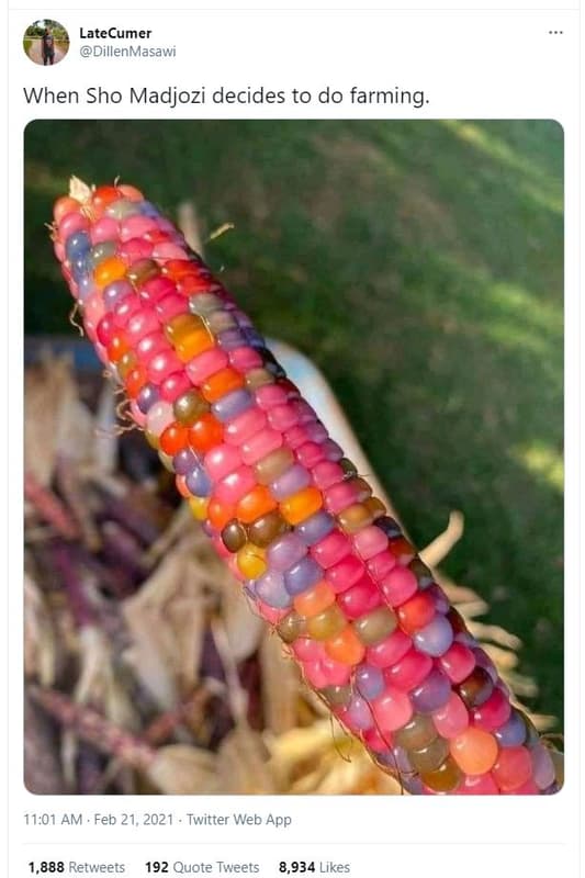 Latecumer dillenmasawi when sho madjozi decides to do farming 11.01 am feb 21, t