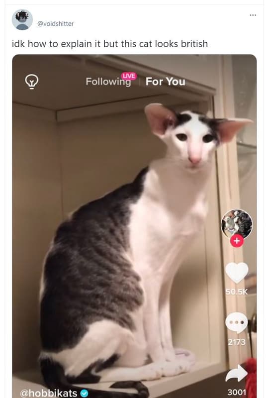 Voidshitter idk how to explain it but this cat looks british uve following for y