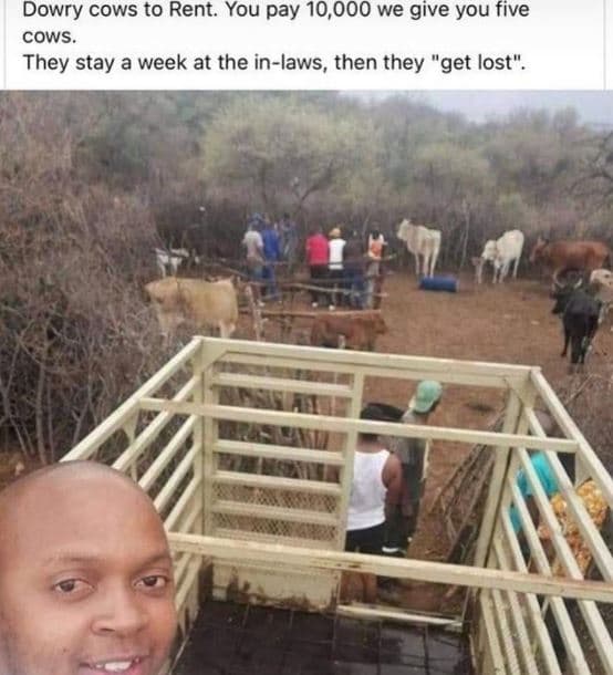 Dowry cows to rent. you pay 10,000 we give you five cows they stay a week at the