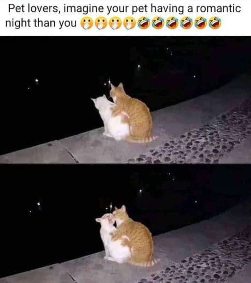 Pet lovers, imagine your pet having a romantic night than you