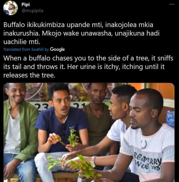Pipi mcpipita buffalo ikikukimbiza upande mti, inakojolea mkia inakurushia. mkoj