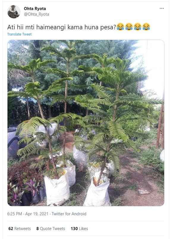 Ohta ryota ohta_ryota ati hii mti haimeangi kama huna pesa? translate tweet 6.25