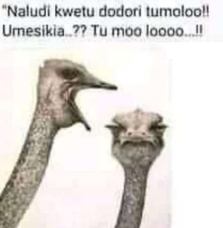 Naludl kwelu dodlorı iumnolooll urneslkia 2? tu muo loouo il