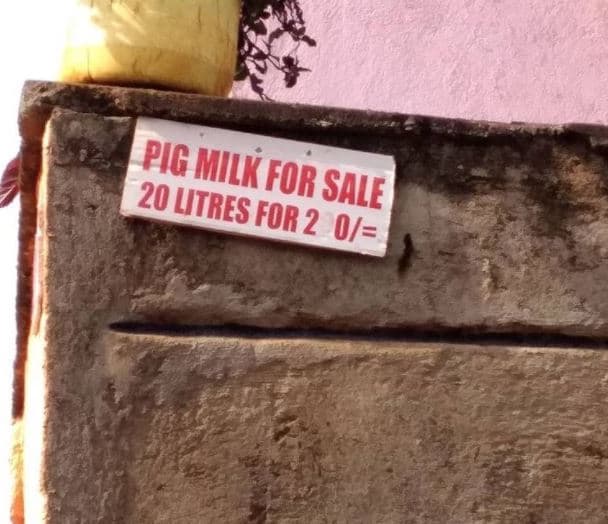 Pig 2bmilk for litres sale for 2 0