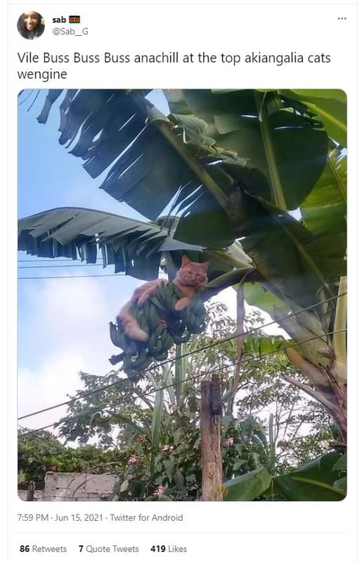 Sab sab_g vile buss buss buss anachill at the top akiangalia cats wengine 7.59 p