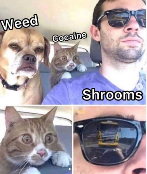 Shrooms weed cocaine