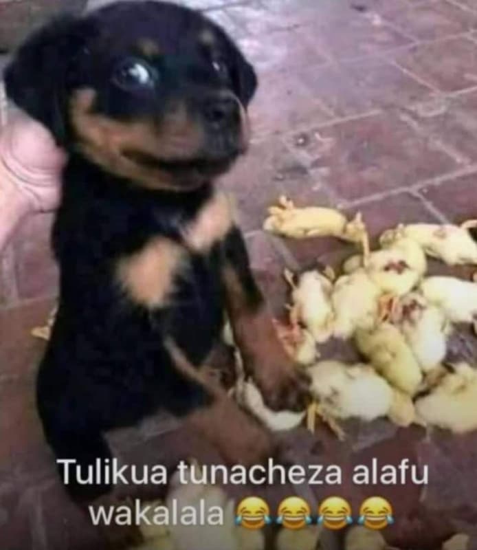 Tulikua tunacheza alafu wakalala