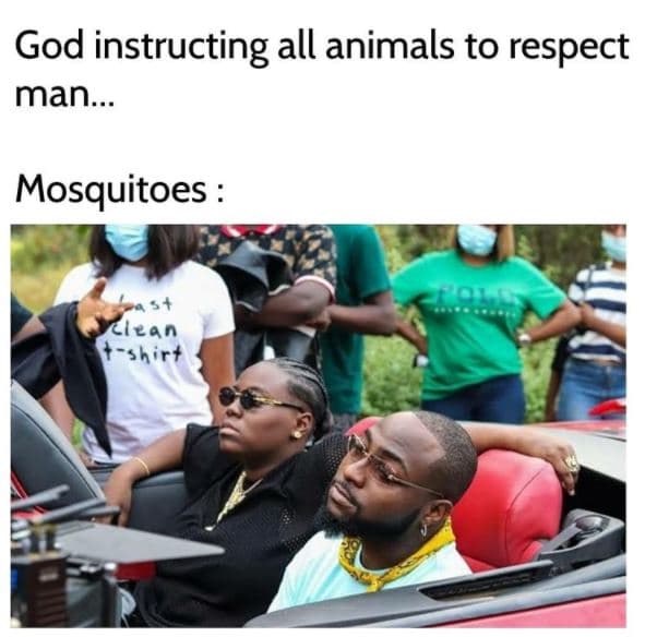 God instructing all animals to respect man... mosquitoes