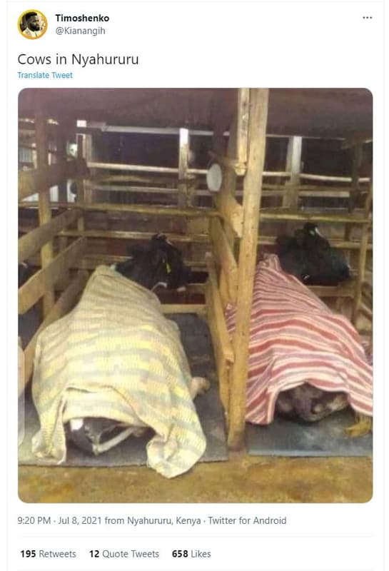 Timoshenko kianangih cows in nyahururu translate tweet 9.20 pm jul 8, from nyahu