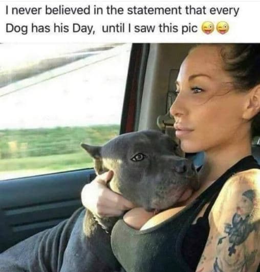 Inever believed in the statement that every dog has his day until saw this pic