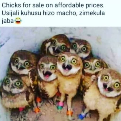 Chicks for sale on affordable prices usijali kuhusu hizo macho, zimekula jaba