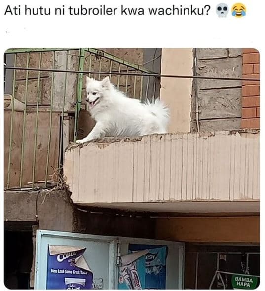 Ati hutu ni tubroiler kwa wachinku? aapra