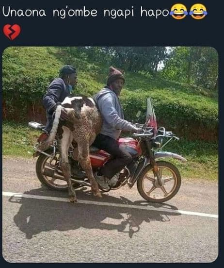 Unaona ng'ombe ngapi hapo