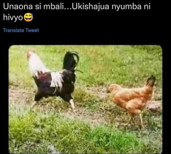 Unaona si mbali.. ukishajua nyumba ni hivyo translate tweet