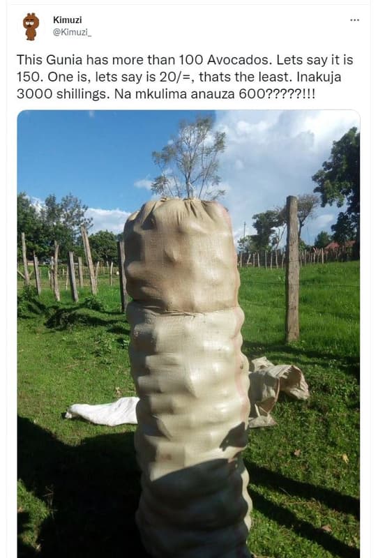 Kimuzi kimuzi_ this gunia has more than 100 avocados. lets say it is 150. one is