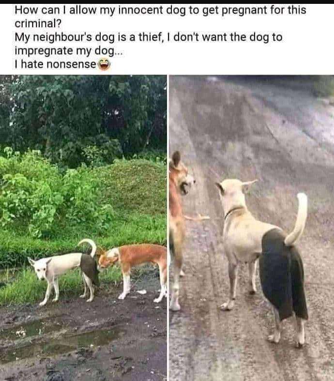 How can allow my innocent dog to get pregnant for this criminal? my neighbour's