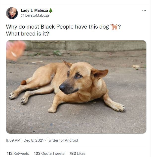 Lady_l_mabuza _leratomabuza why do most black people have this dog ? what breed