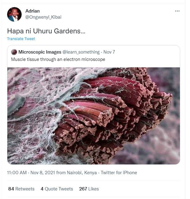 Adrian ongwenyi_kibai hapa ni uhuru gardens . translate tweer microscopic images
