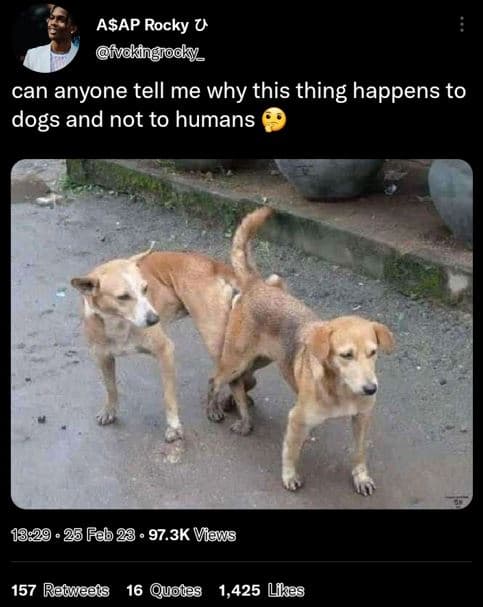 Asap rocky u ivdkingioayy_ can anyone tell me why this thing happens to dogs and