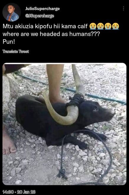 Juliosupercharge supeidhanige mtu akiuzia kipofu hii kama calf 6 where are we he