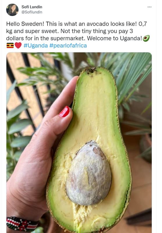 Sofi lundin sofilundin hello sweden! this is what an avocado looks like! 0,7 kg
