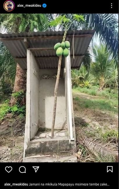 Alex_mwakideu q 7 alex_mwakideu jamani na mkikula mapapayu msimeze tembe zake