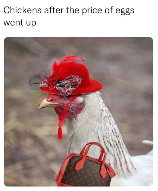 Chickens after the price of eggs went up