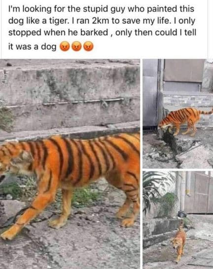 Im looking for the stupid guy who painted this dog like a tiger. ran 2km to save