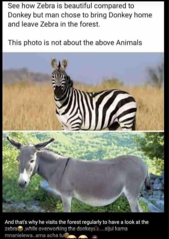 See how zebra is beautiful compared to donkey but man chose to bríng donkey home