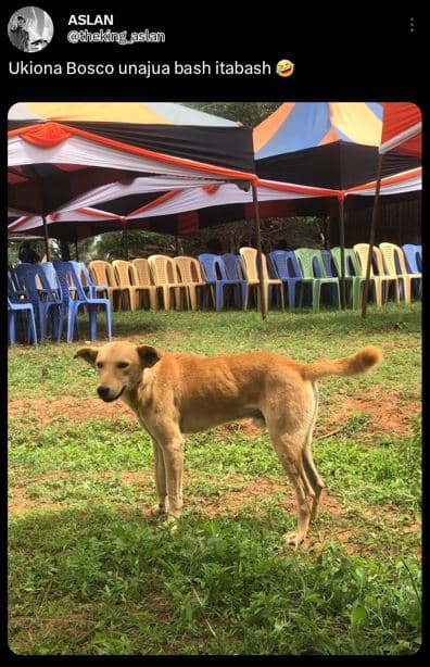 Aslan thckiog selan ukiona bosco unajua bash itabash