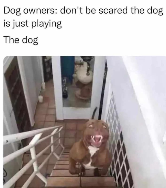 Dog owners don't be scared the dog is just playing the dog