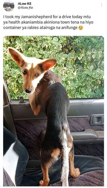 4low ke 4low ke itook my jamanishepherd for a drive today mtu ya health akaniamb
