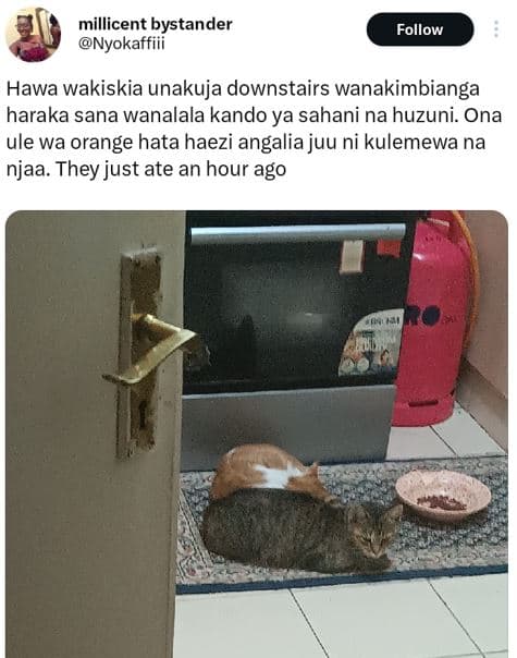 Millicent bystander nyokaffiii follow hawa wakiskia unakuja downstairs wanakimbi