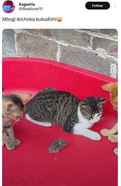 Kagwiria shazlovel11 follow mbogi ikichoka kukudishi