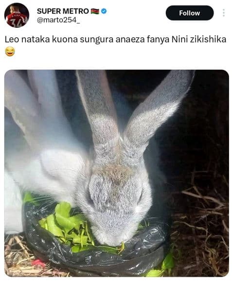 Super metro marto254 follow leo nataka kuona sungura anaeza fanya nini zikishika