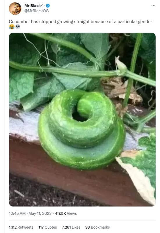 Mr black mrblackog cucumber has stopped growing straight because of a particular