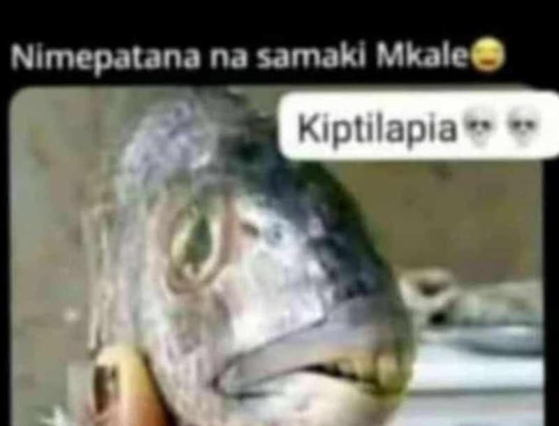 Nlmepatana na samaki mkale kiptilapia