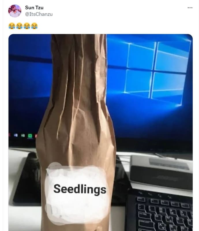 Sun tzu itschanzu à666 seedlings