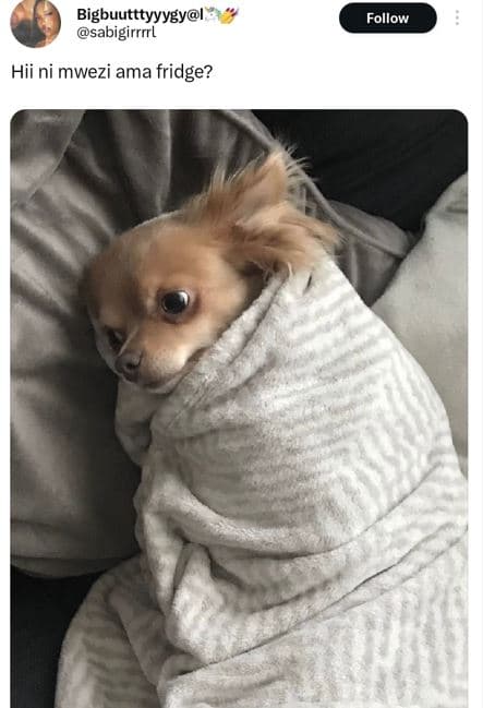 Bigbuutttyyygyl sabigirrrrl follow hii ni mwezi ama fridge?